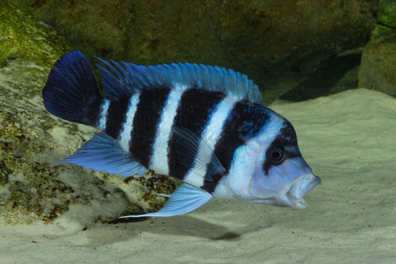 Cyphotilapia gibberosa 'Mtoto' (Moba)